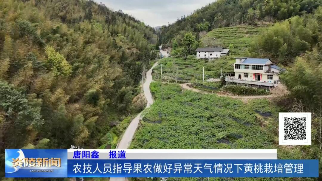 农技人员指导果农做好异常天气情况下黄桃栽培管理