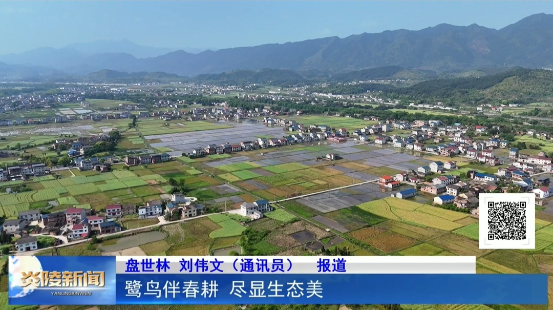 鹭鸟伴春耕 尽显生态美
