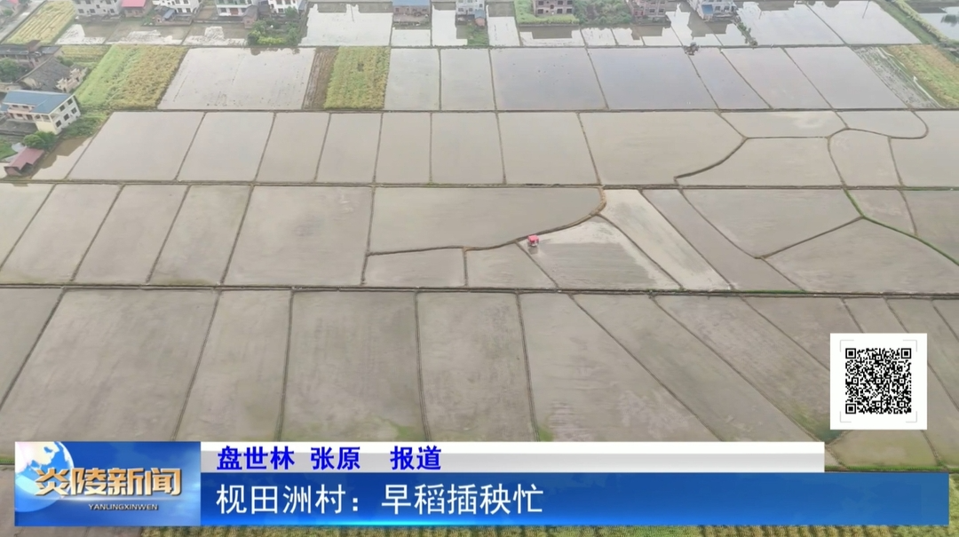 枧田洲村：早稻插秧忙