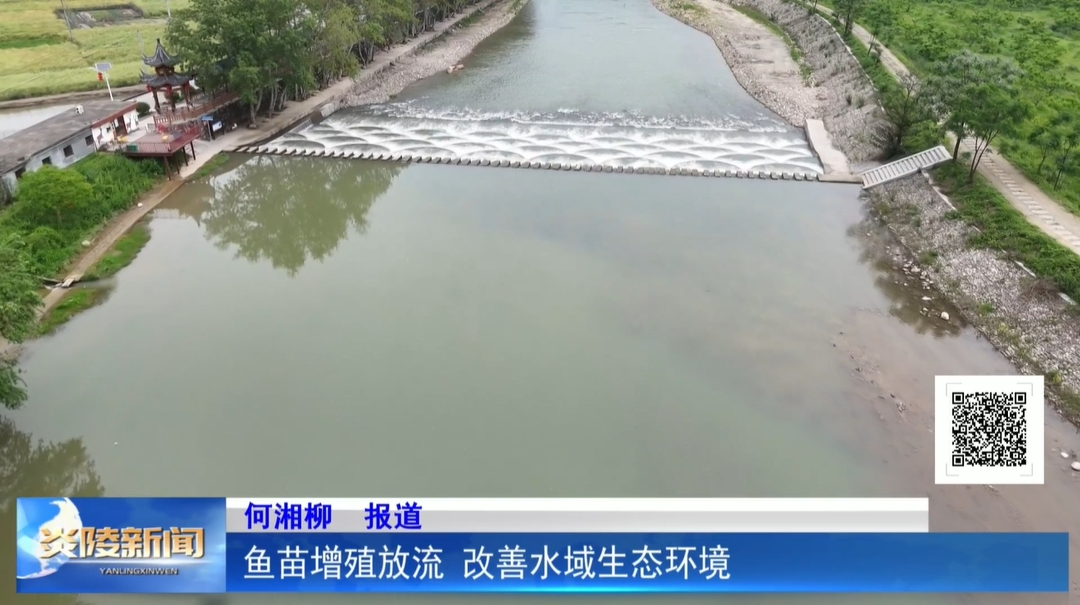 鱼苗增殖放流 改善水域生态环境