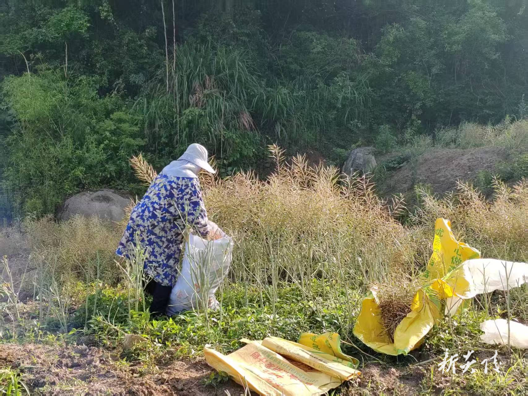 炎陵县十都镇：油菜丰收映初心 党群同心绘新景