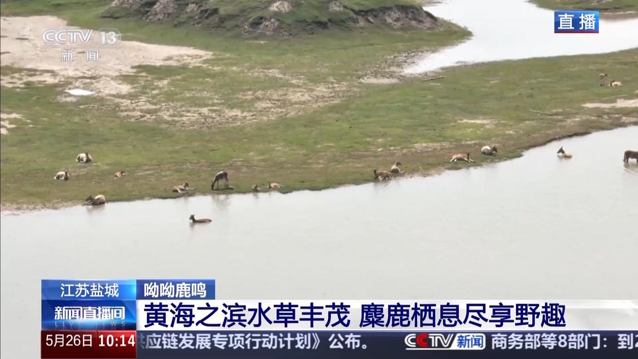 麋鹿回归中国40年 洞庭湖畔上演“鹿王争霸”