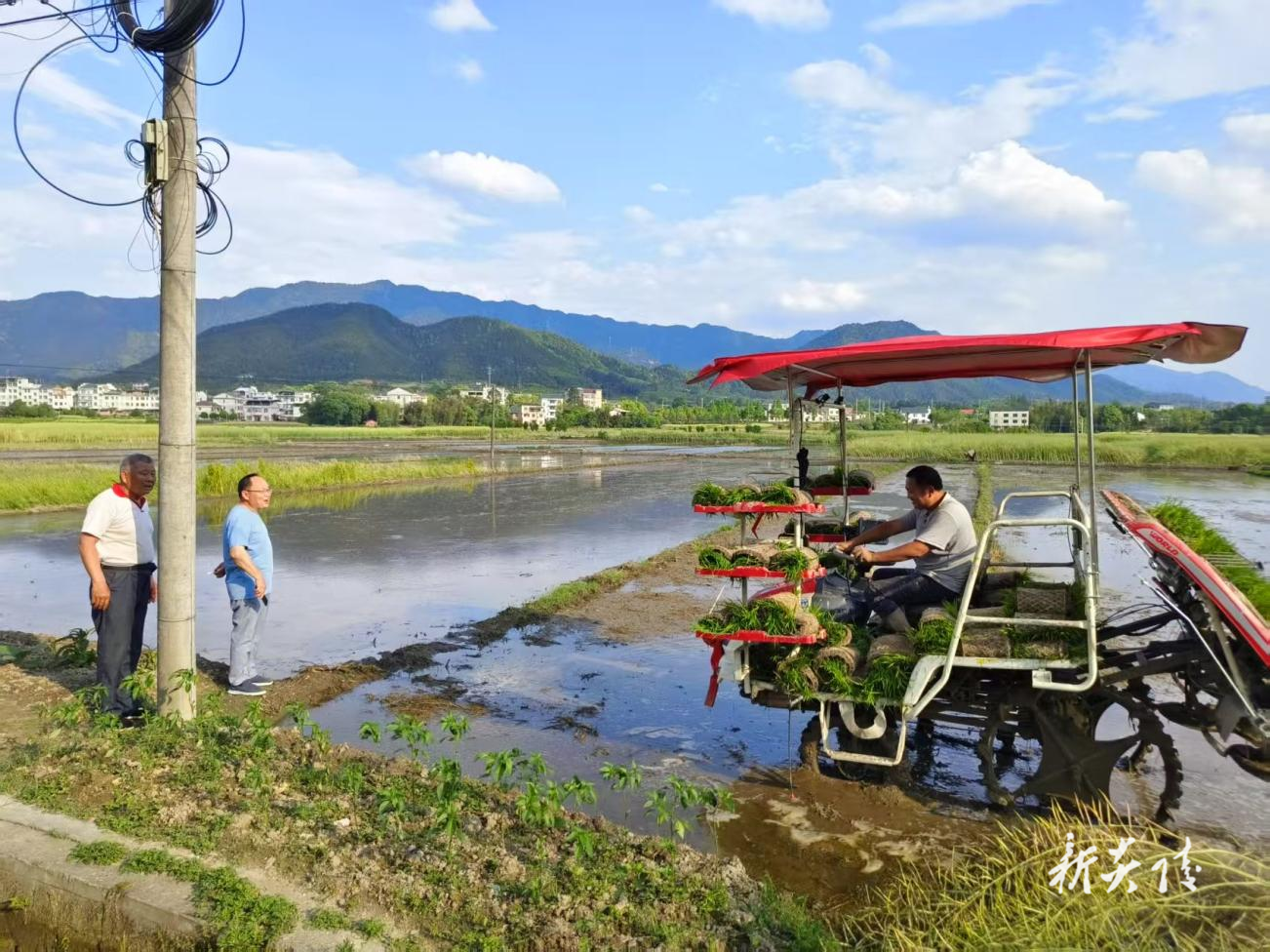 炎陵县霞阳镇：“耕”新聚力护粮仓 筑牢粮食安全“压舱石”