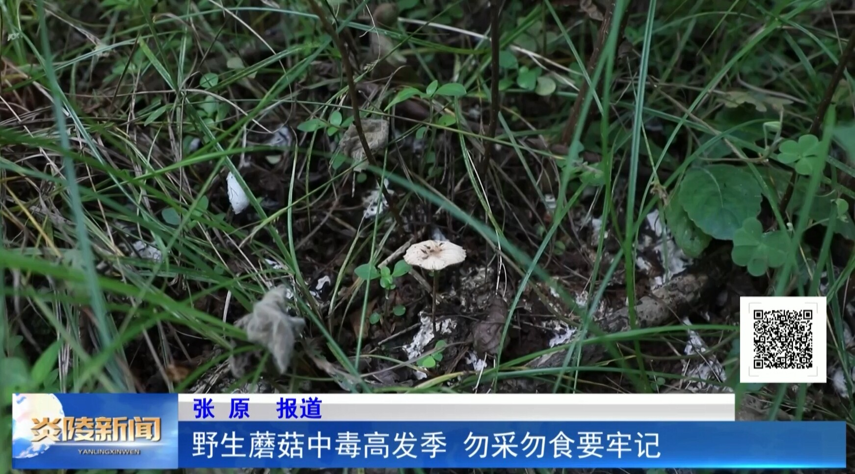 野生蘑菇中毒高發(fā)季 勿采勿食要牢記