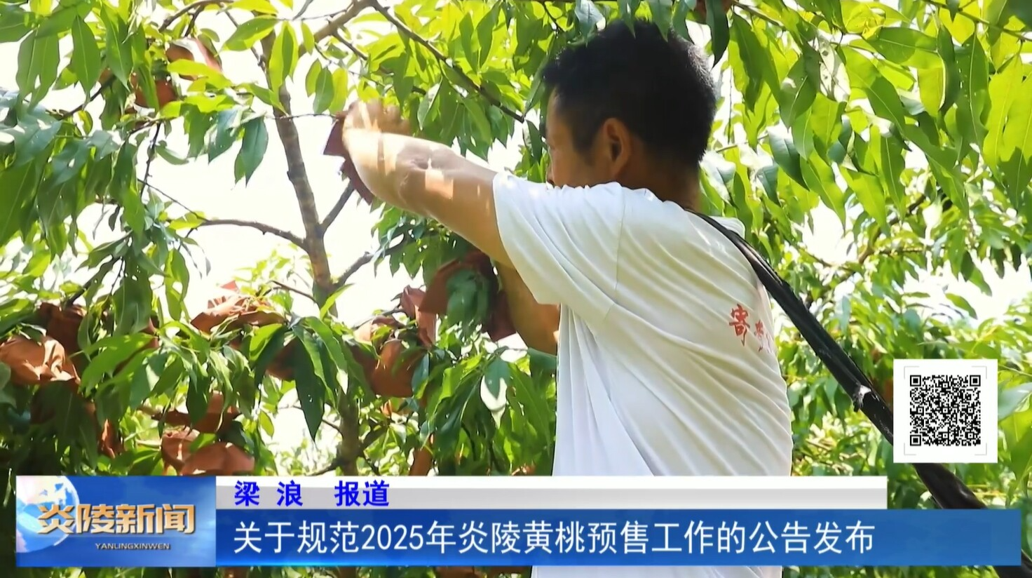 关于规范2025年炎陵黄桃预售工作的公告发布