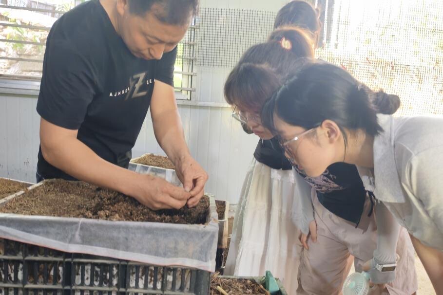 天麻产业：乡村振兴的共富新名片——湖南师范大学“三下乡”实践团赴炎陵县寻“麻”致富经