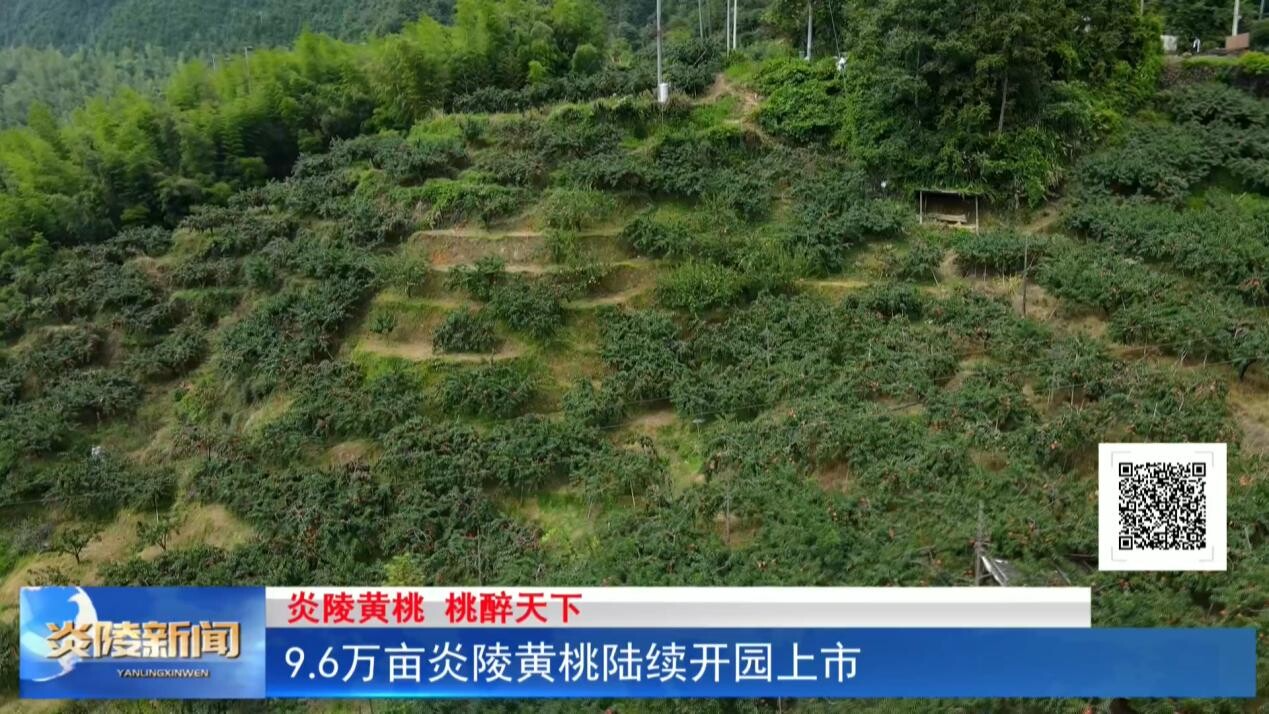 9.6萬畝炎陵黃桃陸續(xù)開園上市