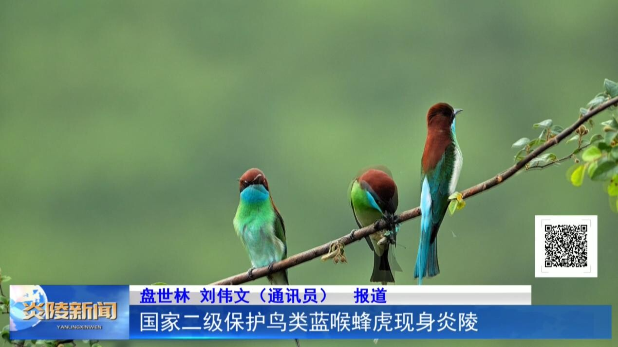 国家二级保护鸟类蓝喉蜂虎现身炎陵
