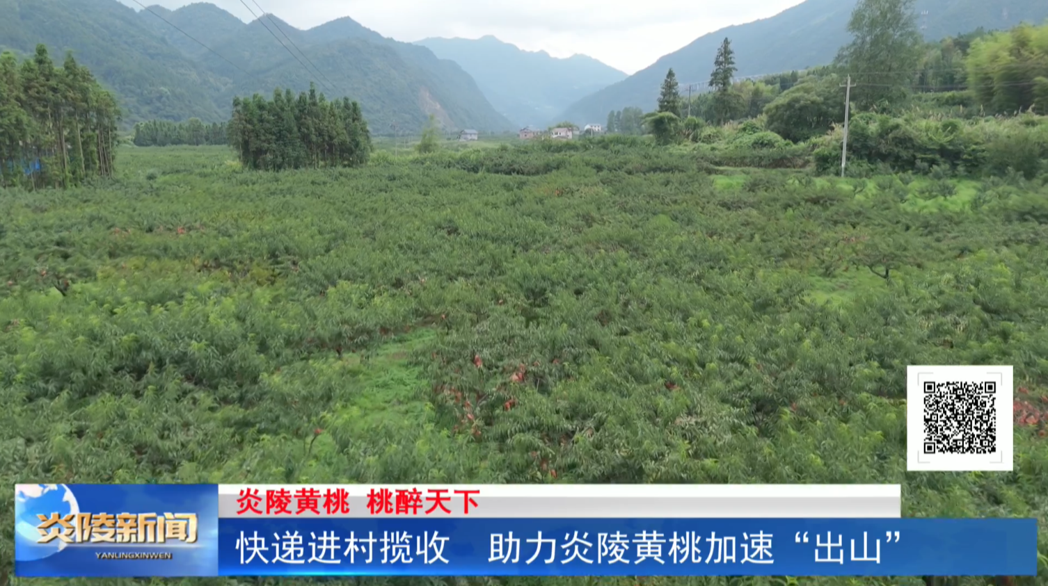 快递进村揽收  助力炎陵黄桃加速“出山”