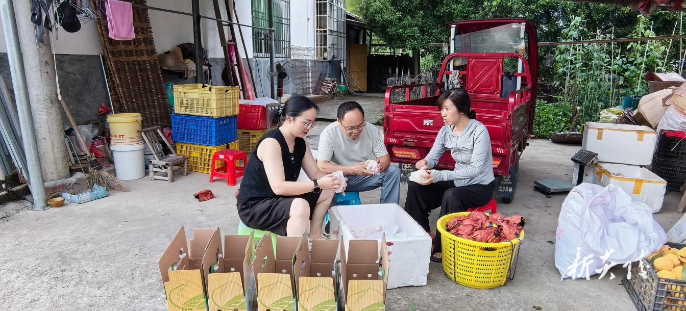 炎陵县霞阳镇：金秋采桃乐 工会助振兴