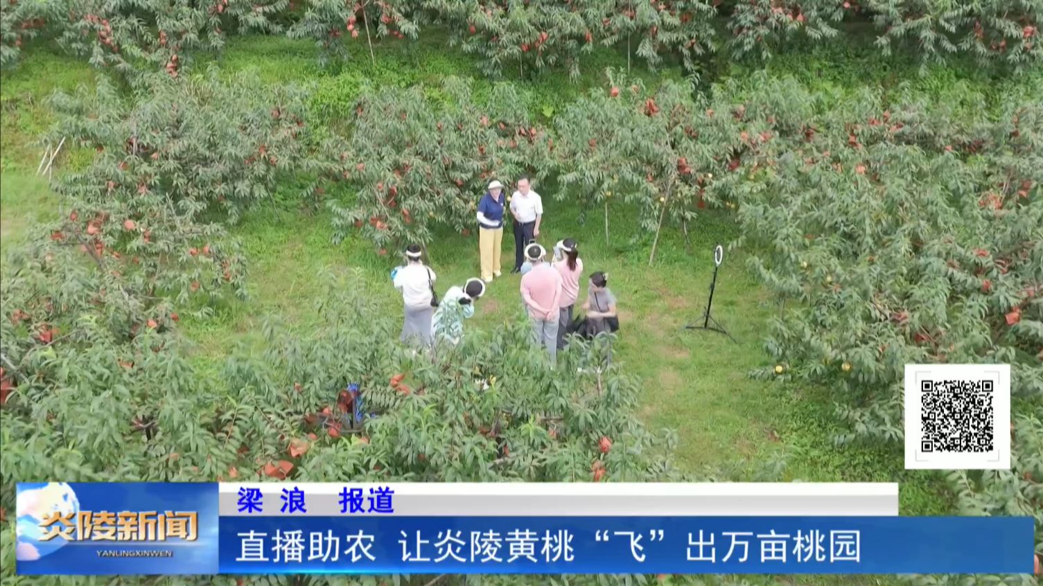 直播助农 让炎陵黄桃“飞”出万亩桃园
