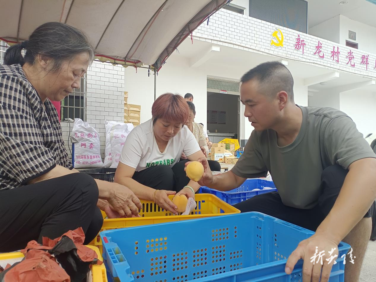 炎陵县十都镇：党建引领“云”上发力，激活乡村振兴新动能