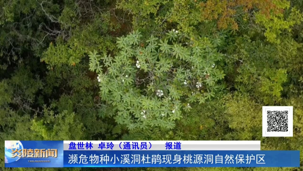 瀕危物種小溪洞杜鵑現(xiàn)身桃源洞自然保護(hù)區(qū)