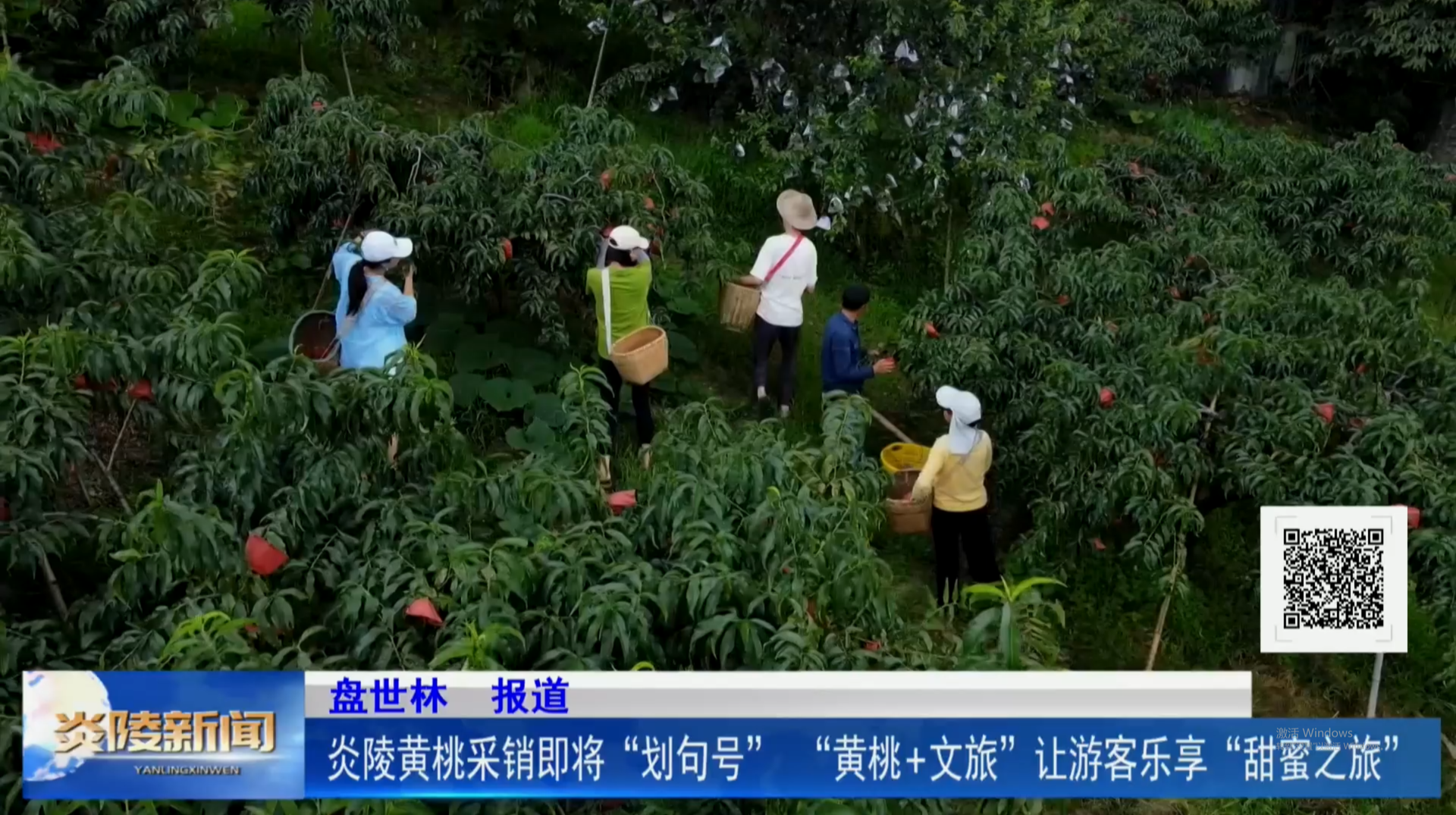 炎陵黃桃采銷即將“劃句號”  “黃桃+文旅”讓游客樂享“甜蜜之旅”
