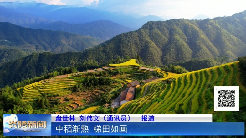 中稻漸熟 梯田如畫