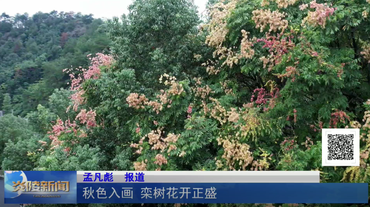 秋色入画 栾树花开正盛