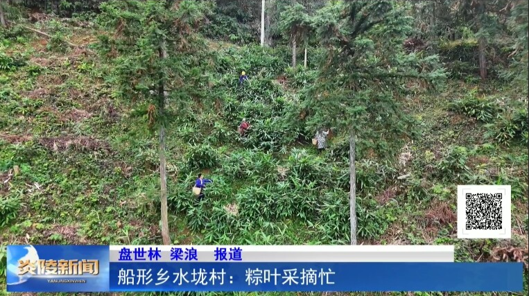船形乡水垅村：粽叶采摘忙