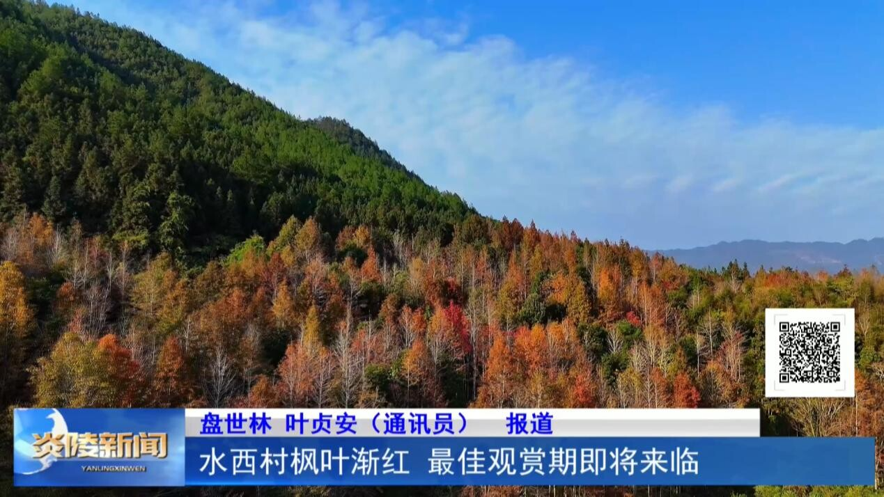 水西村枫叶渐红  最佳观赏期即将来临