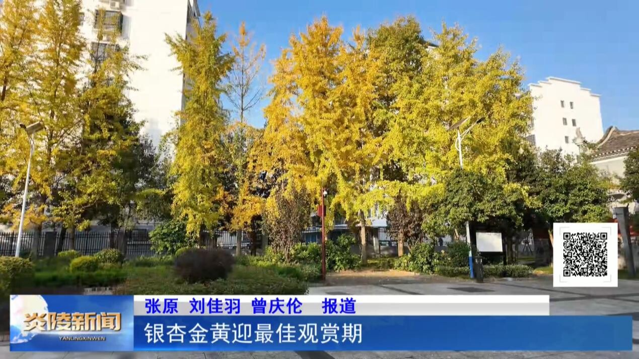 银杏金黄迎最佳观赏期