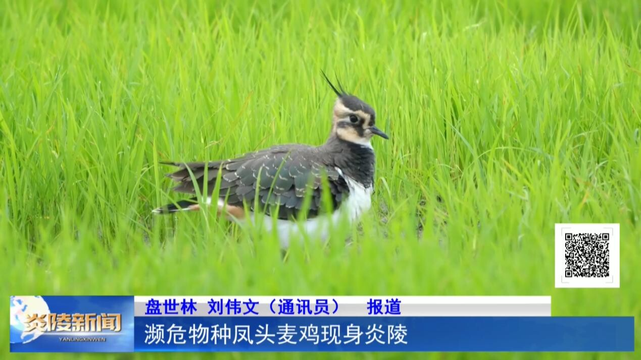 濒危物种凤头麦鸡现身炎陵