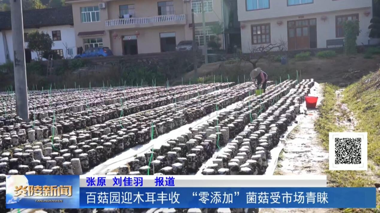 百菇园迎木耳丰收 “零添加”菌菇受市场青睐