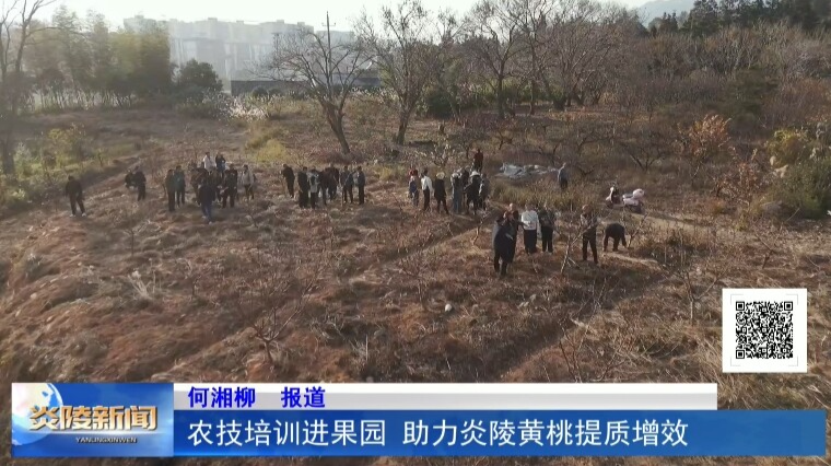 农技培训进果园  助力炎陵黄桃提质增效