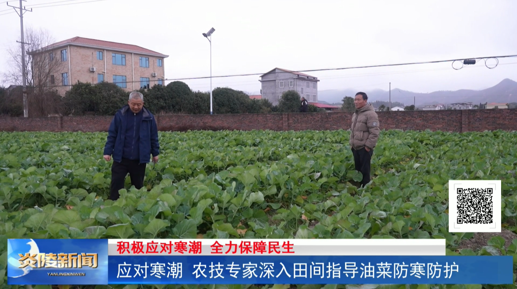应对寒潮 农技专家深入田间指导油菜防寒防护