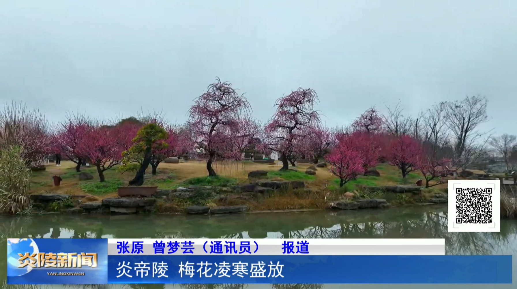 炎帝陵 梅花凌寒盛放