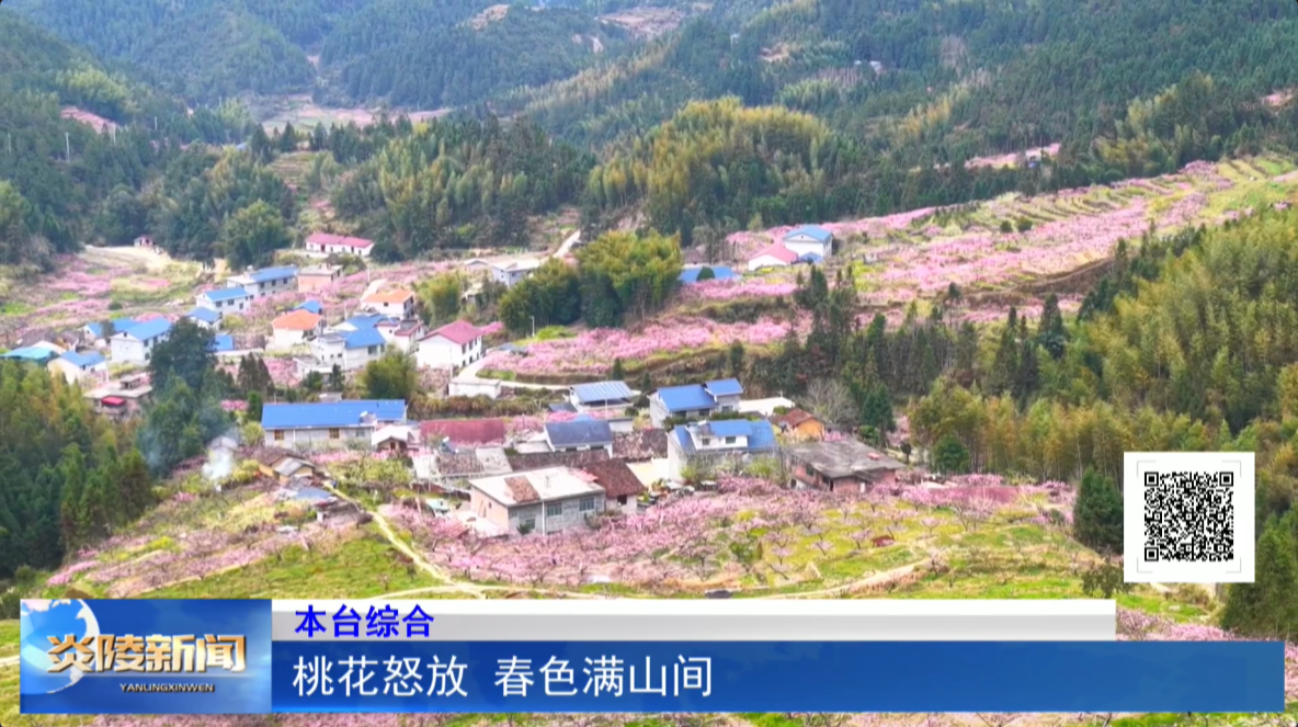 桃花怒放 春色满山间