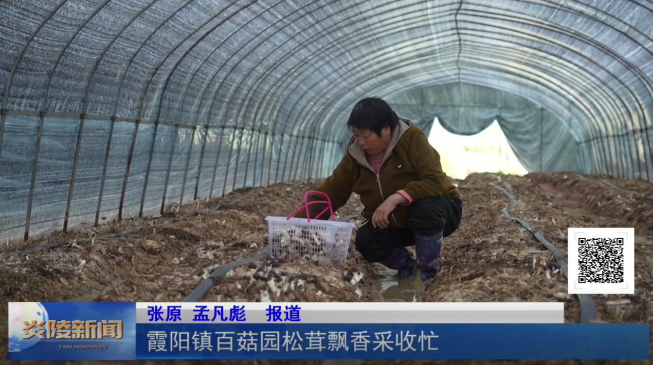 霞阳镇百菇园松茸飘香采收忙