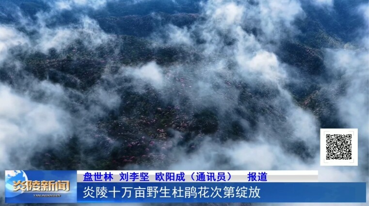 炎陵十万亩野生杜鹃花次第绽放