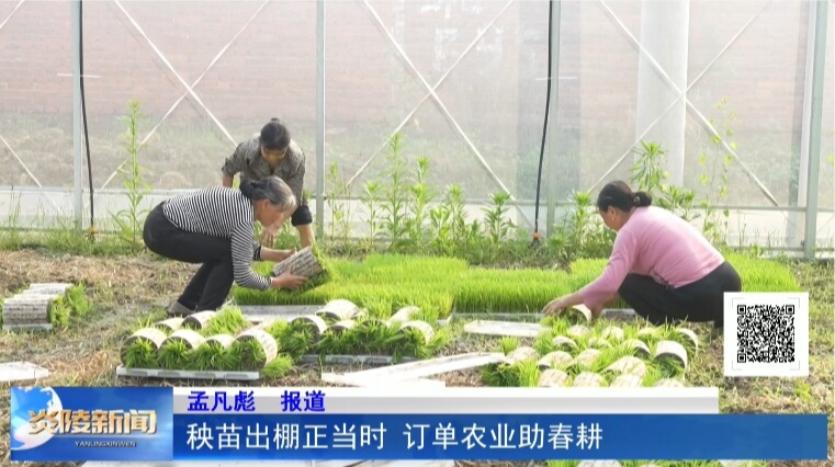 秧苗出棚正当时 订单农业助春耕