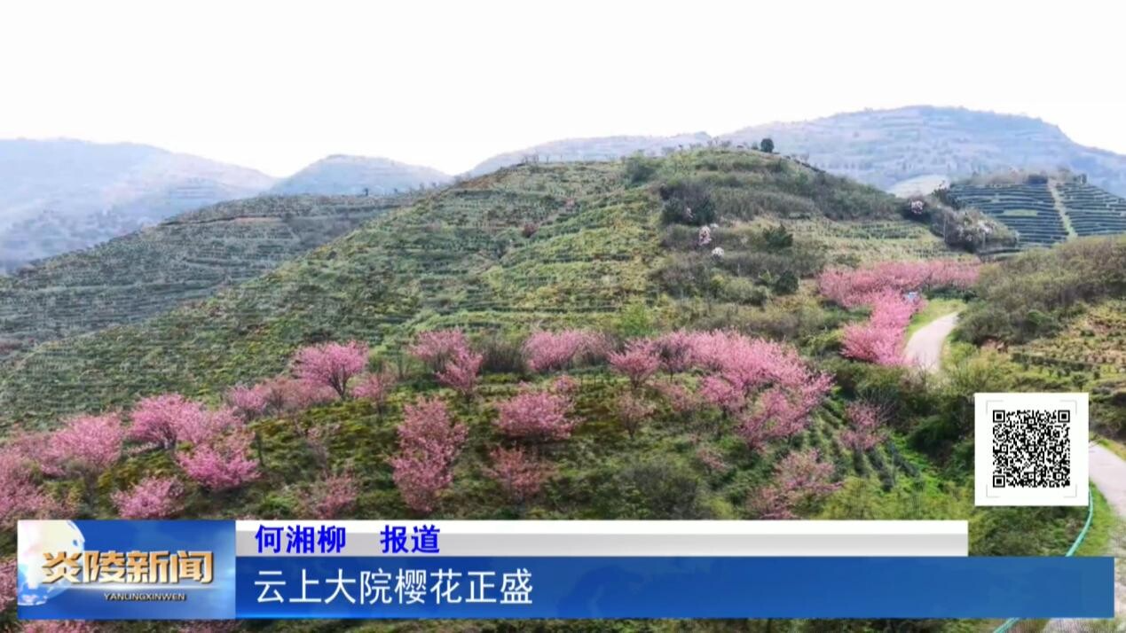 云上大院樱花正盛