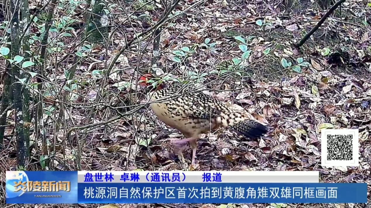 桃源洞自然保护区首次拍到黄腹角雉双雄同框画面