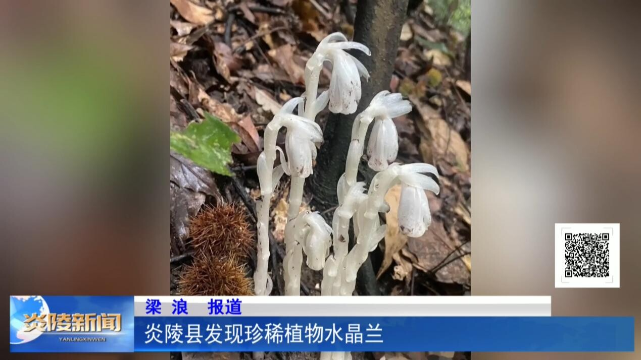 炎陵县发现珍稀植物水晶兰