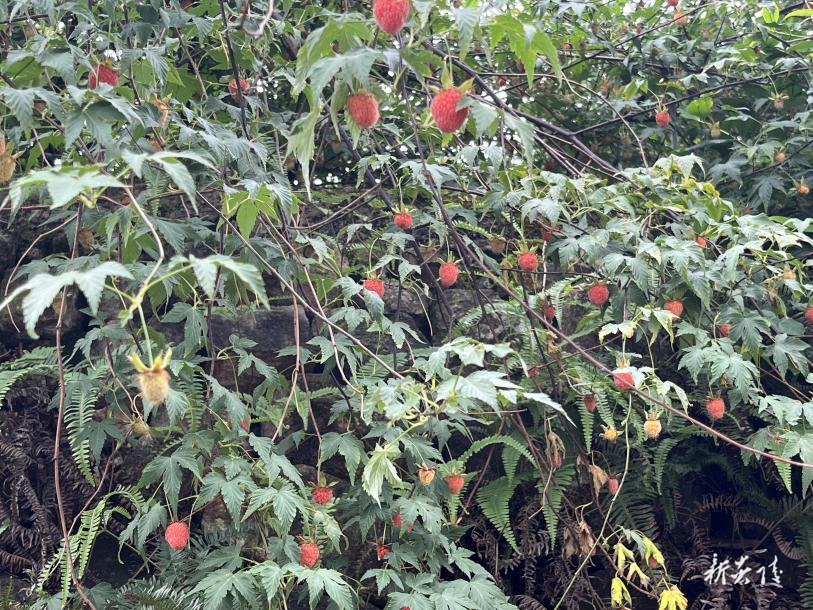 炎陵县水口镇平岗村：油茶套种覆盆子 结出“致富红果”