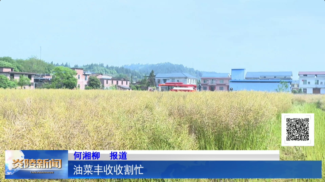 油菜丰收收割忙