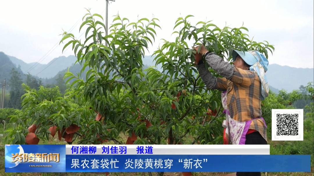 果农套袋忙 炎陵黄桃穿“新衣”