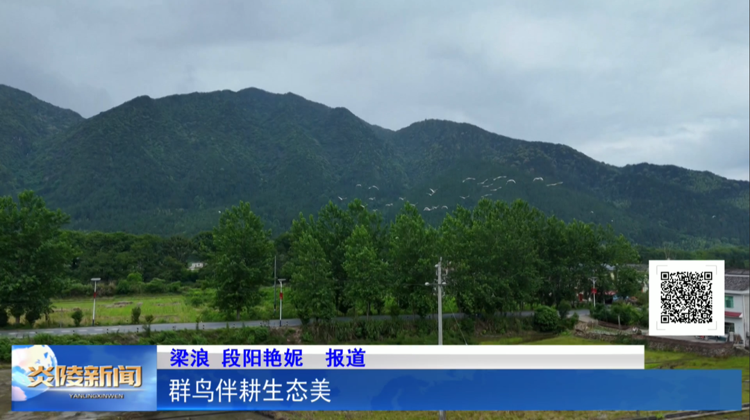 群鸟伴耕生态美