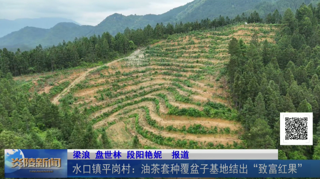 水口镇平岗村：油茶套种覆盆子基地结出“致富红果”