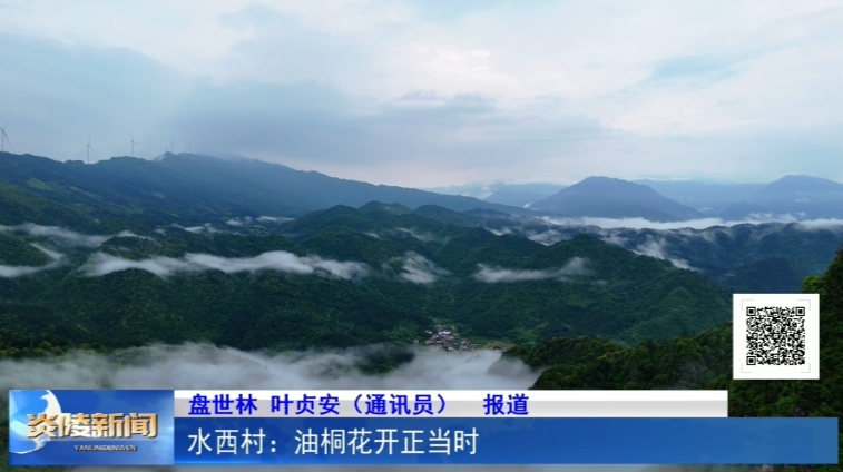 水西村：油桐花开正当时