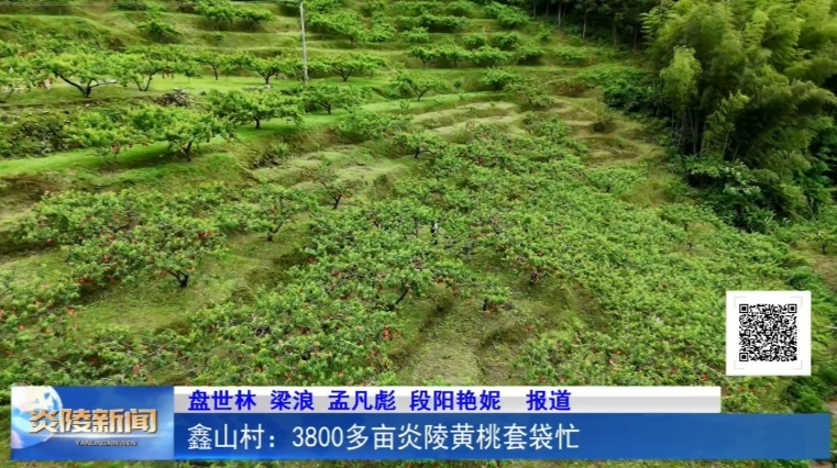 鑫山村：3800多亩炎陵黄桃套袋忙
