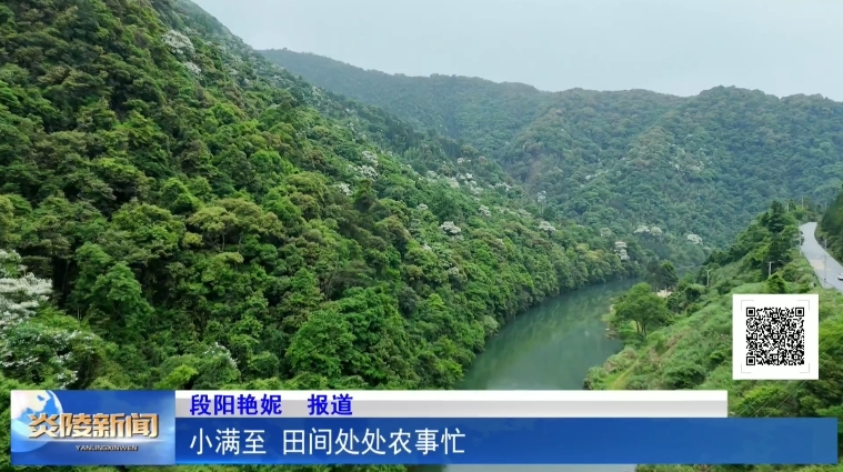 小满至 田间处处农事忙