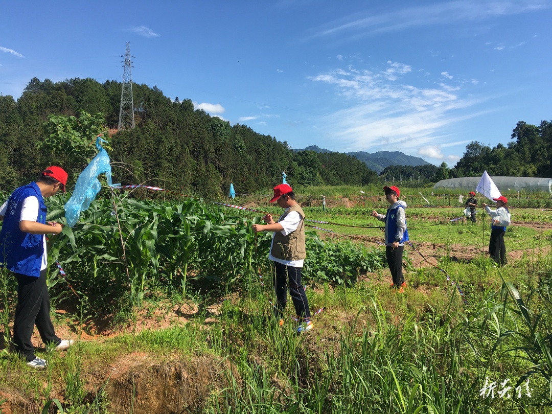护鸟助农两相宜 炎陵环保志愿者用行动绘就生态和谐画卷