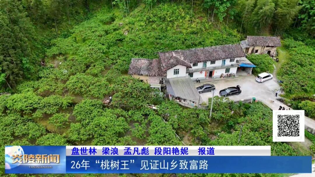 26年“桃树王” 见证山乡致富路