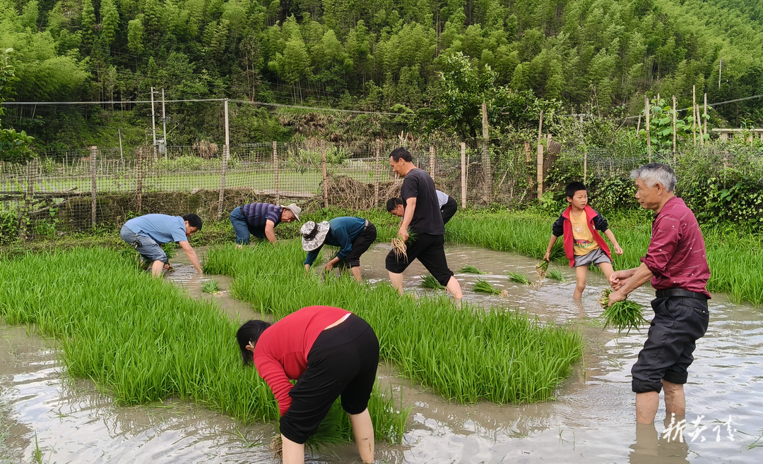 炎陵县下村乡：插秧时节解民忧 助耕服务暖人心