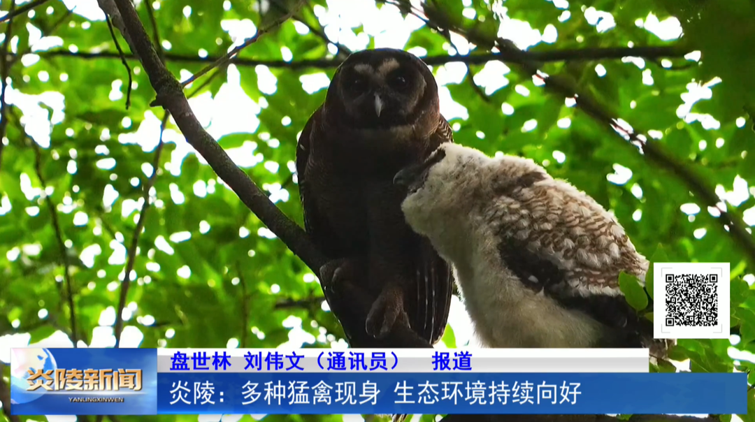 炎陵：多种猛禽现身 生态环境持续向好