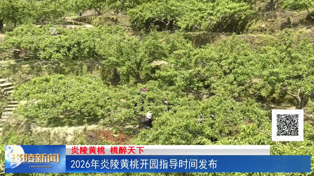 2026年炎陵黄桃开园指导时间发布
