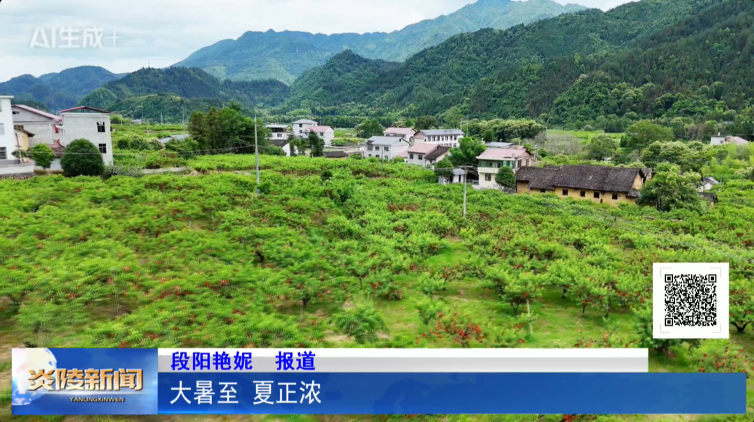 大暑至 夏正浓