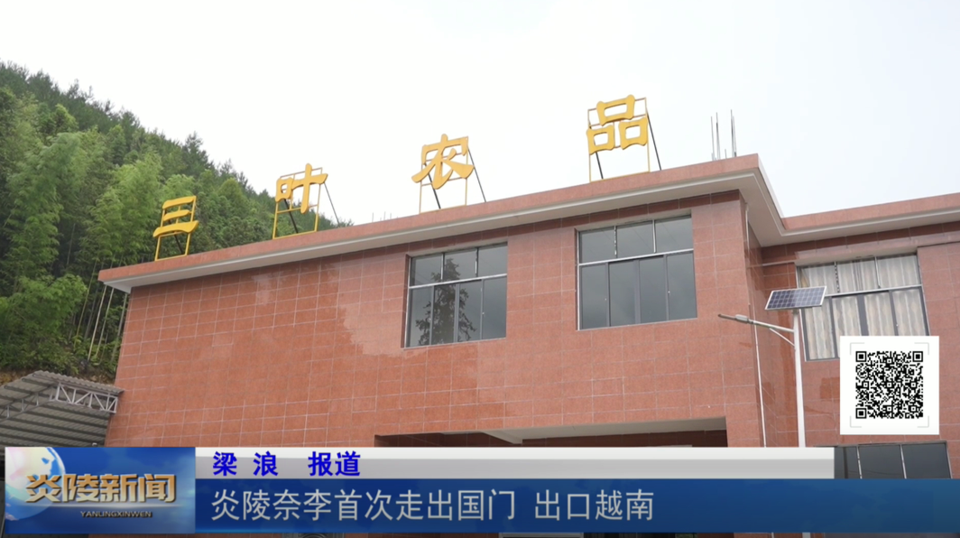 炎陵奈李首次走出国门 出口越南